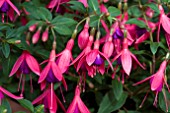 FUCHSIA TOM THUMB