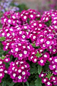 VERBENA TUSCANY BURGUNDY EYE