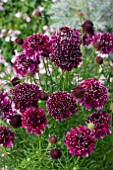 SCABIOSA BAROCCA