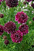 SCABIOSA BAROCCA