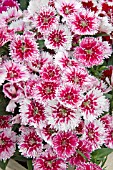 DIANTHUS SELECT WHITE FIRE