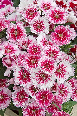 DIANTHUS_SELECT_WHITE_FIRE