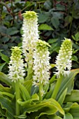 EUCOMIS ZAMBESIACA