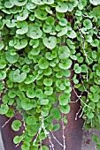 DICHONDRA EMERALD FALLS