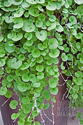 DICHONDRA_EMERALD_FALLS