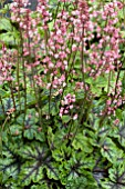 HEUCHERELLA TAPESTRY