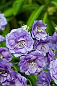 CAMPANULA LACTIFLORA POUFFE