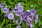 CAMPANULA LACTIFLORA POUFFE