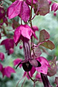 RHODOCHITON PURPLE BELLS