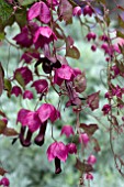 RHODOCHITON PURPLE BELLS