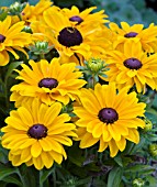 RUDBECKIA HIRTA TIGER EYE GOLD