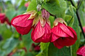 ABUTILON FLAMENCO