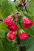 ABUTILON FLAMENCO