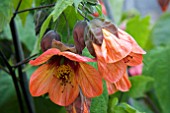 ABUTILON TANGO