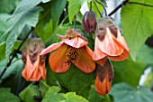 ABUTILON TANGO