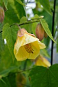 ABUTILON WALTZ