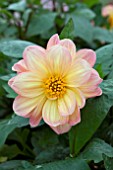 DAHLIA FANTASY