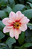 DAHLIA INSPIRE