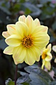 DAHLIA MOONLIGHT