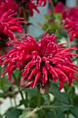 MONARDA EARLY GREY