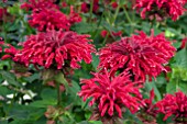 MONARDA EARL GREY