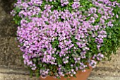 THYMUS MINIMUS IN FLOWER