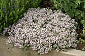 THYMUS PINK CHINTZ IN FLOWER