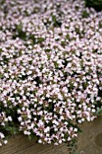 THYMUS PINK CHINTZ IN FLOWER