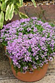 THYMUS MINIMUS IN FLOWER