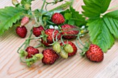 ALPINE STRAWBERRIES ON A WOODEN BOARD