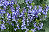 LOBELIA VALIDA TRUE BLUE