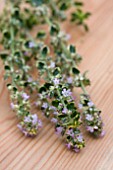 THYME LEMON VARIEGATED