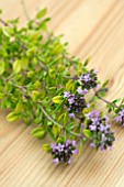 LEMON THYME (THYMUS CITRIODORUS)