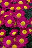 ARGYRANTHEMUM MADEIRA RED