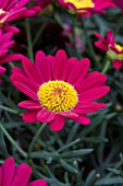 ARGYRANTHEMUM MADEIRA RED