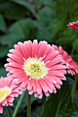 GERBERA CINDY (GARVINEA SERIES)