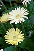 GERBERA CRISTA (GARVINEA SERIES)