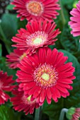 GERBERA FLEURIE (GARVINEA SERIES)