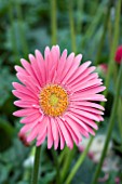 GERBERA LILIAN (GARVINEA SERIES)