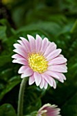 GERBERA PIROSKA (GARVINEA SERIES)