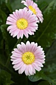 GERBERA PIROSKA (GARVINEA SERIES)