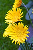 GERBERA SUNNY (GARVINEA SERIES)