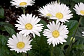 GERBERA SYLVANA (GARVINEA SERIES)