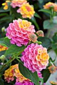 LANTANA LUCKY SUNRISE ROSE