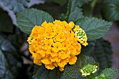 LANTANA LUCKY PURE GOLD