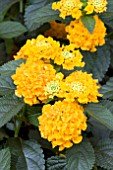 LANTANA LUCKY PURE GOLD