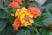 LANTANA LUCKY RED FLAME