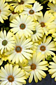 OSTEOSPERMUM SERENITY LEMONADE