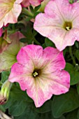 PETUNIA DEBONAIR DUSKY ROSE