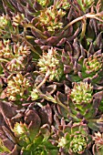 ECHEVERIA BLACK PRINCE